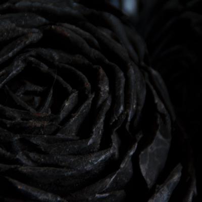 Rose noire